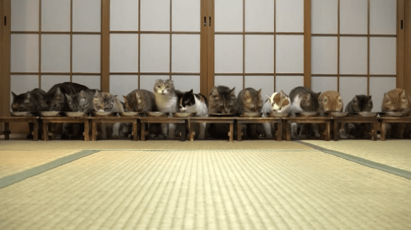 ガルちゃん猫カフェ21号店 開店しました♪ (初めての方も大歓迎！)