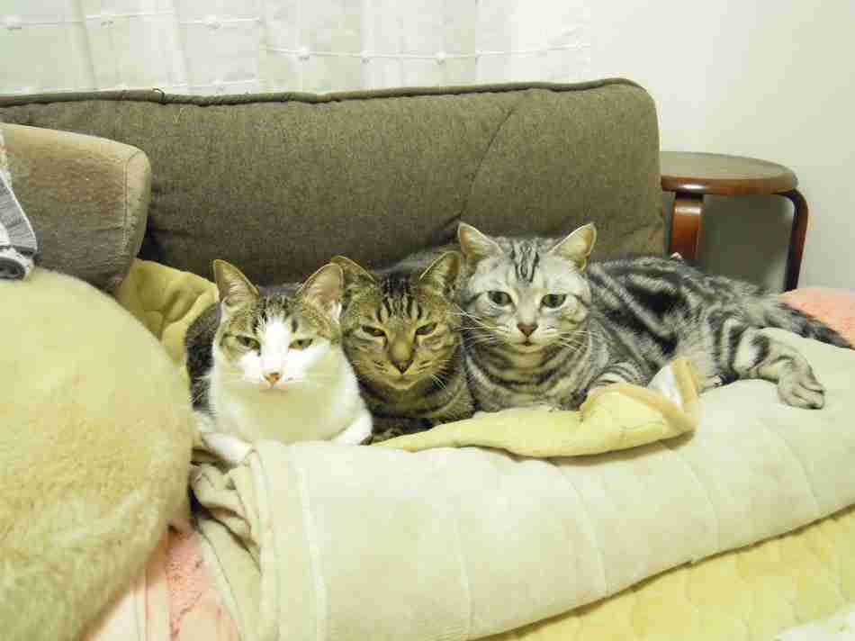 ガルちゃん猫カフェ21号店 開店しました♪ (初めての方も大歓迎!)