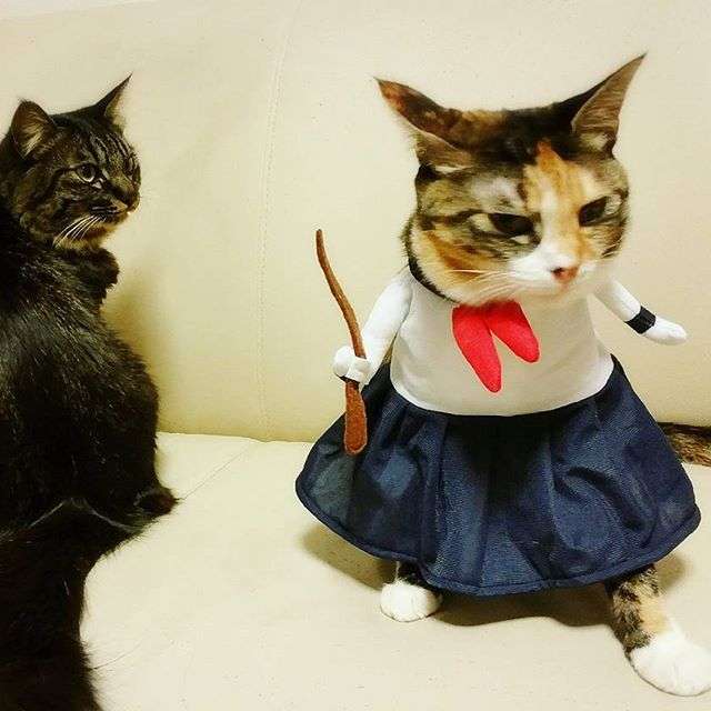 ガルちゃん猫カフェ21号店 開店しました♪ (初めての方も大歓迎！)