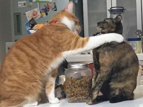 ガルちゃん猫カフェ21号店 開店しました♪ (初めての方も大歓迎!)
