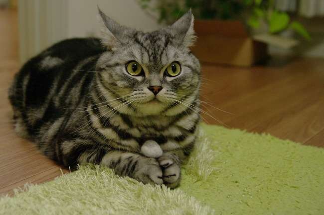 ガルちゃん猫カフェ21号店 開店しました♪ (初めての方も大歓迎！)