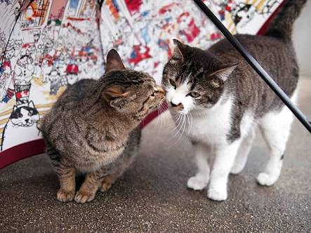 ガルちゃん猫カフェ21号店 開店しました♪ (初めての方も大歓迎！)