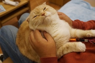 ガルちゃん猫カフェ21号店 開店しました♪ (初めての方も大歓迎！)