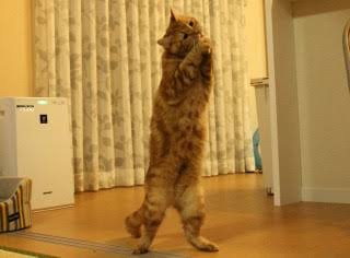 ガルちゃん猫カフェ21号店 開店しました♪ (初めての方も大歓迎！)