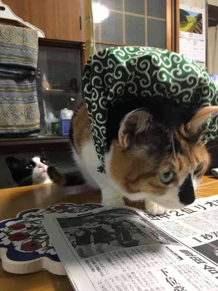 ガルちゃん猫カフェ21号店 開店しました♪ (初めての方も大歓迎！)