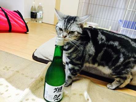 ガルちゃん猫カフェ21号店 開店しました♪ (初めての方も大歓迎！)