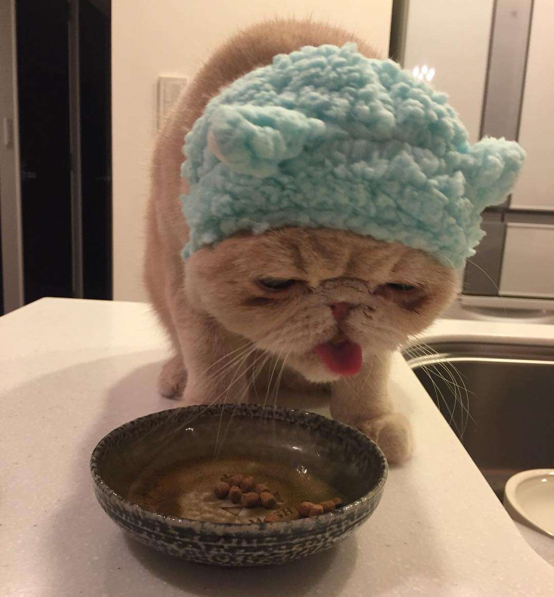 ガルちゃん猫カフェ21号店 開店しました♪ (初めての方も大歓迎!)