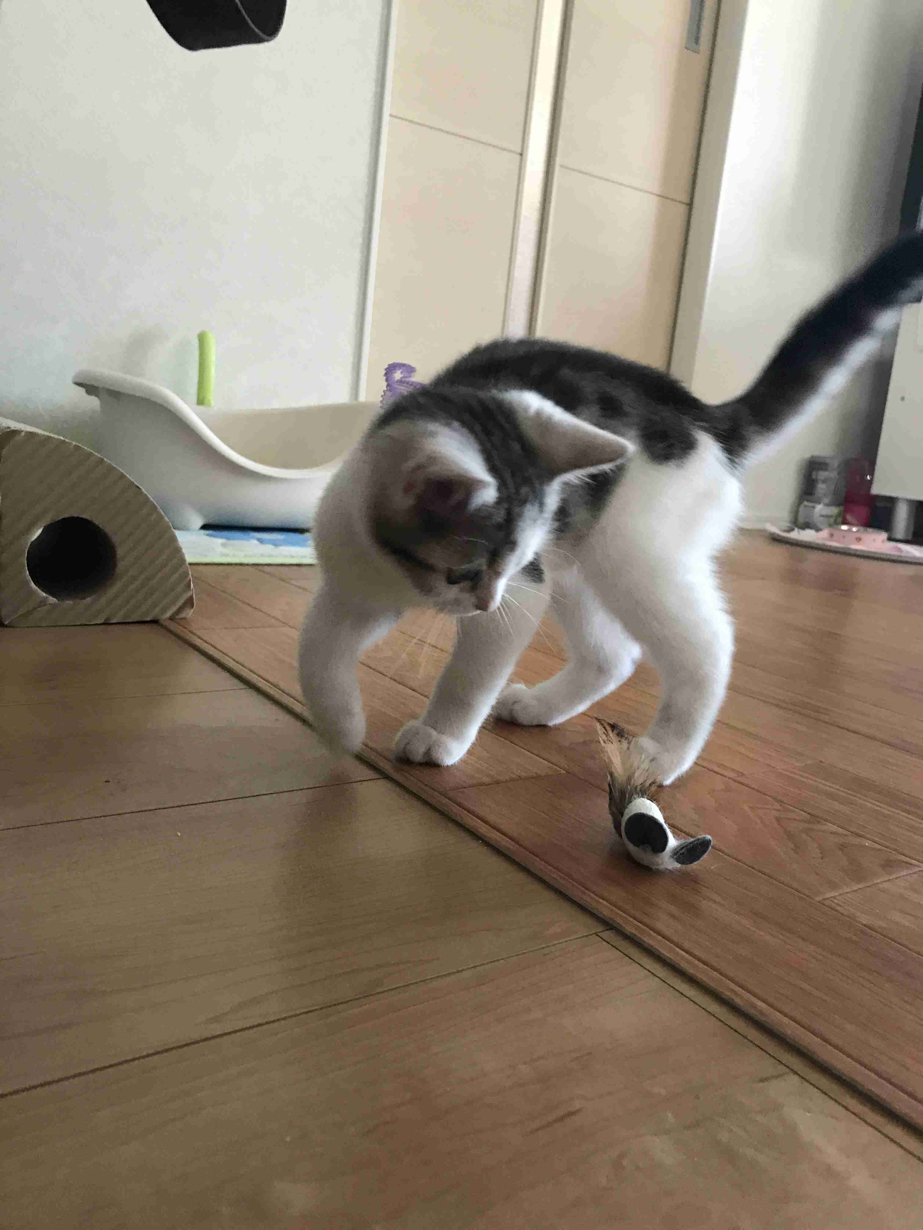 ガルちゃん猫カフェ21号店 開店しました♪ (初めての方も大歓迎！)