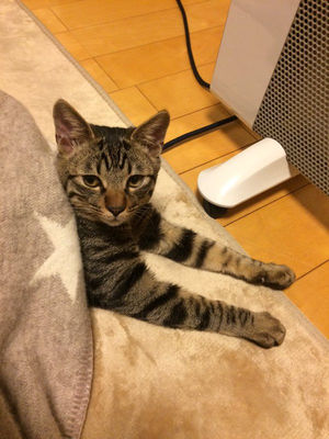 ガルちゃん猫カフェ21号店 開店しました♪ (初めての方も大歓迎！)