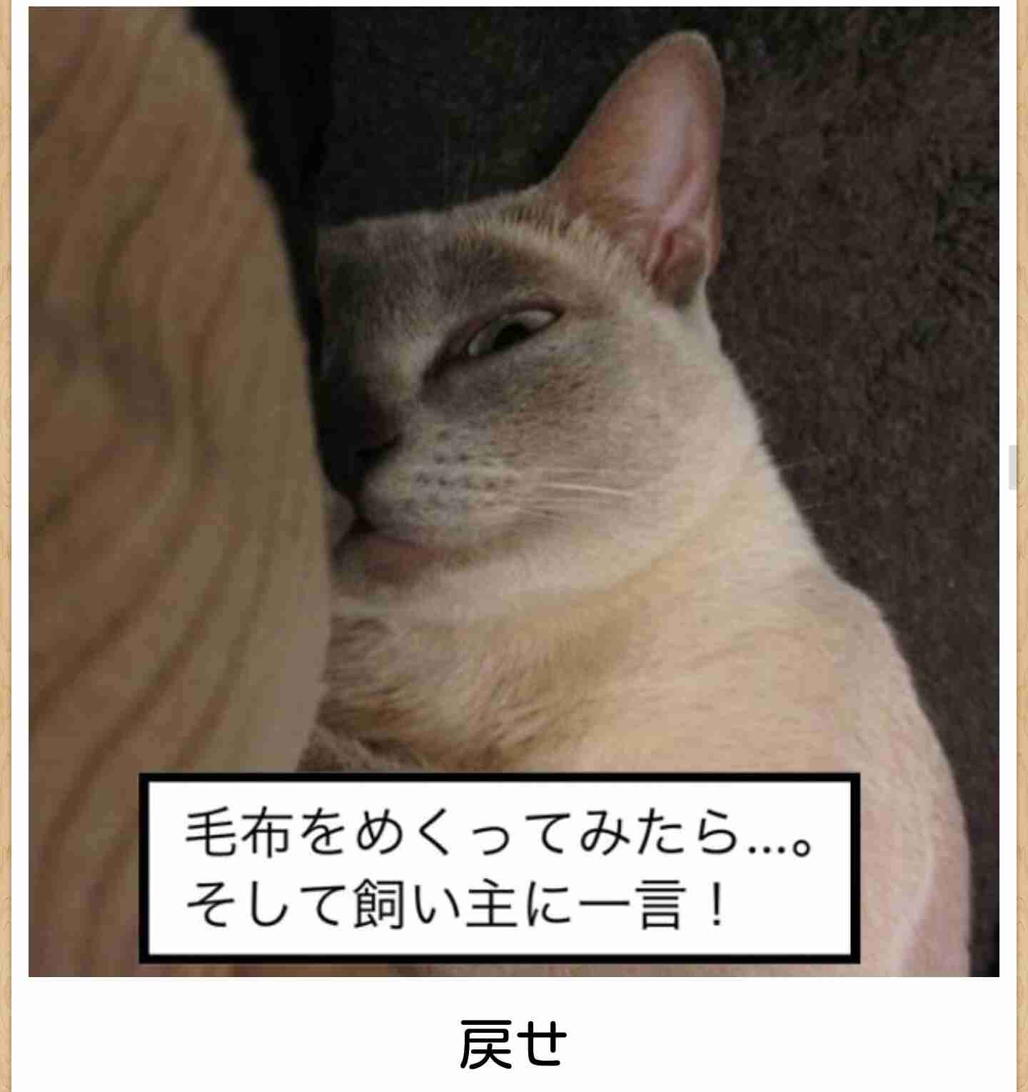 ガルちゃん猫カフェ21号店 開店しました♪ (初めての方も大歓迎!)