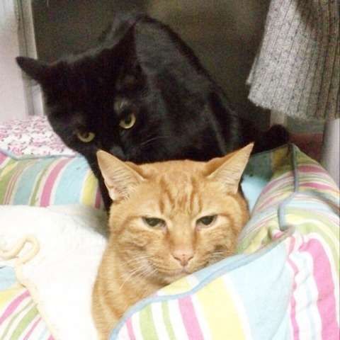 ガルちゃん猫カフェ21号店 開店しました♪ (初めての方も大歓迎！)