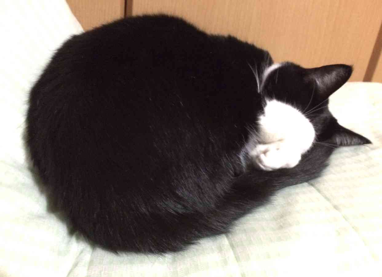 ガルちゃん猫カフェ21号店 開店しました♪ (初めての方も大歓迎!)