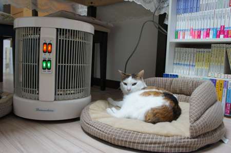 ガルちゃん猫カフェ21号店 開店しました♪ (初めての方も大歓迎！)