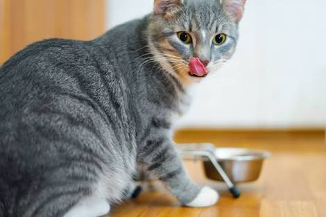 ガルちゃん猫カフェ21号店 開店しました♪ (初めての方も大歓迎！)