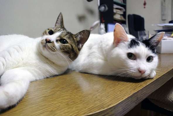 ガルちゃん猫カフェ21号店 開店しました♪ (初めての方も大歓迎！)
