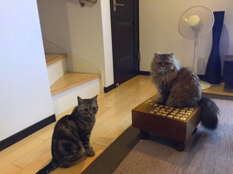 ガルちゃん猫カフェ21号店 開店しました♪ (初めての方も大歓迎！)