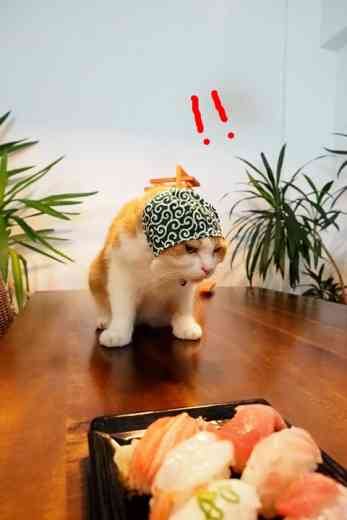 ガルちゃん猫カフェ21号店 開店しました♪ (初めての方も大歓迎！)
