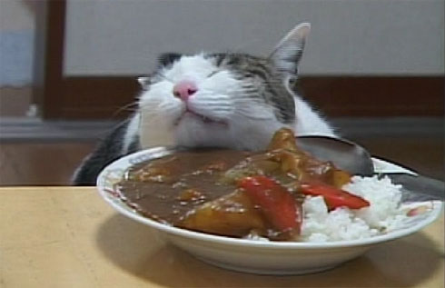 ガルちゃん猫カフェ21号店 開店しました♪ (初めての方も大歓迎！)