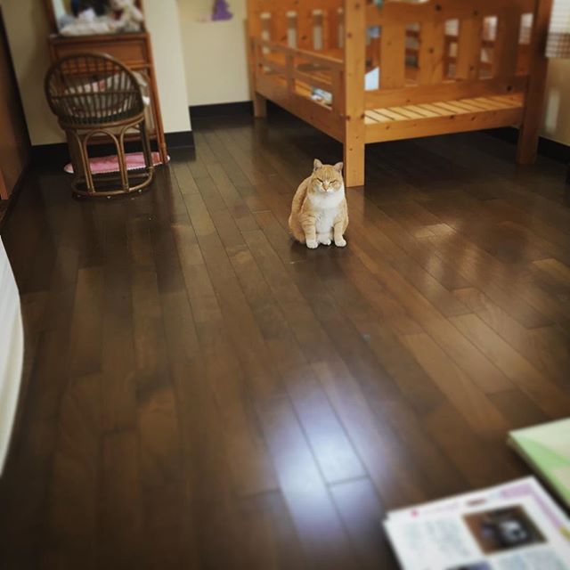 ガルちゃん猫カフェ21号店 開店しました♪ (初めての方も大歓迎！)