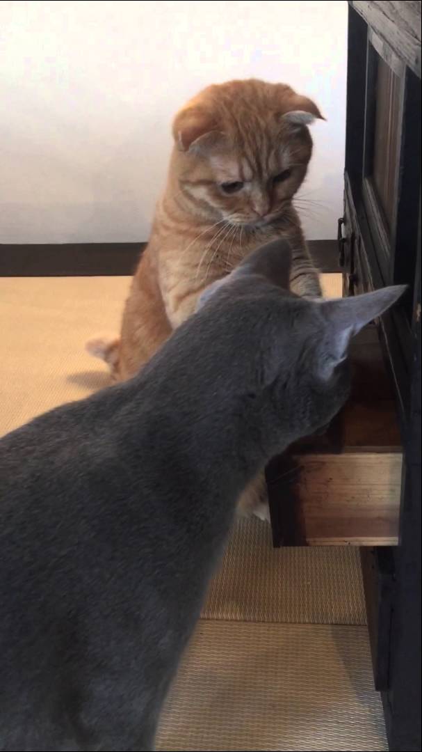 ガルちゃん猫カフェ21号店 開店しました♪ (初めての方も大歓迎!)
