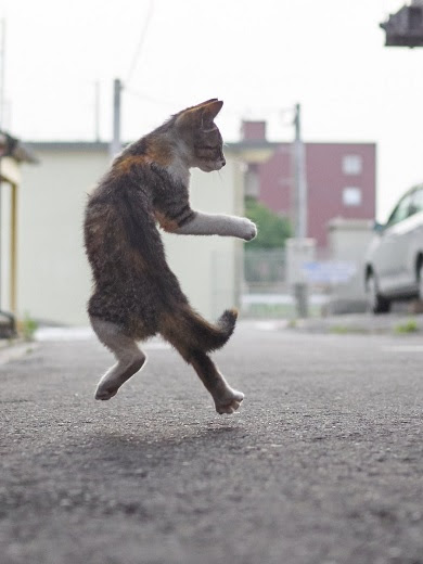ガルちゃん猫カフェ21号店 開店しました♪ (初めての方も大歓迎!)