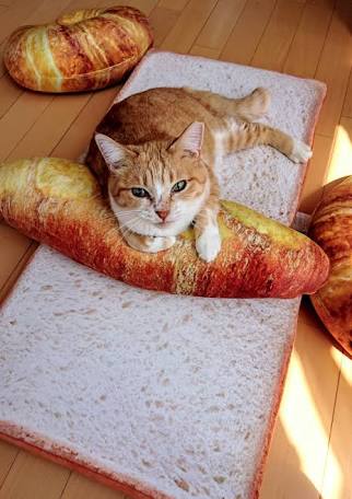 ガルちゃん猫カフェ21号店 開店しました♪ (初めての方も大歓迎！)