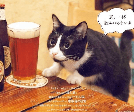 ガルちゃん猫カフェ21号店 開店しました♪ (初めての方も大歓迎！)