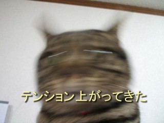 ガルちゃん猫カフェ21号店 開店しました♪ (初めての方も大歓迎!)