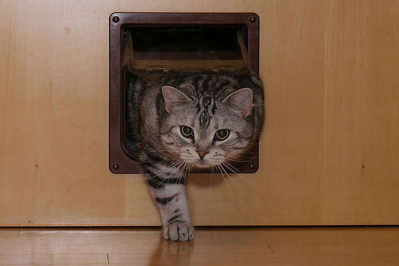 ガルちゃん猫カフェ21号店 開店しました♪ (初めての方も大歓迎!)