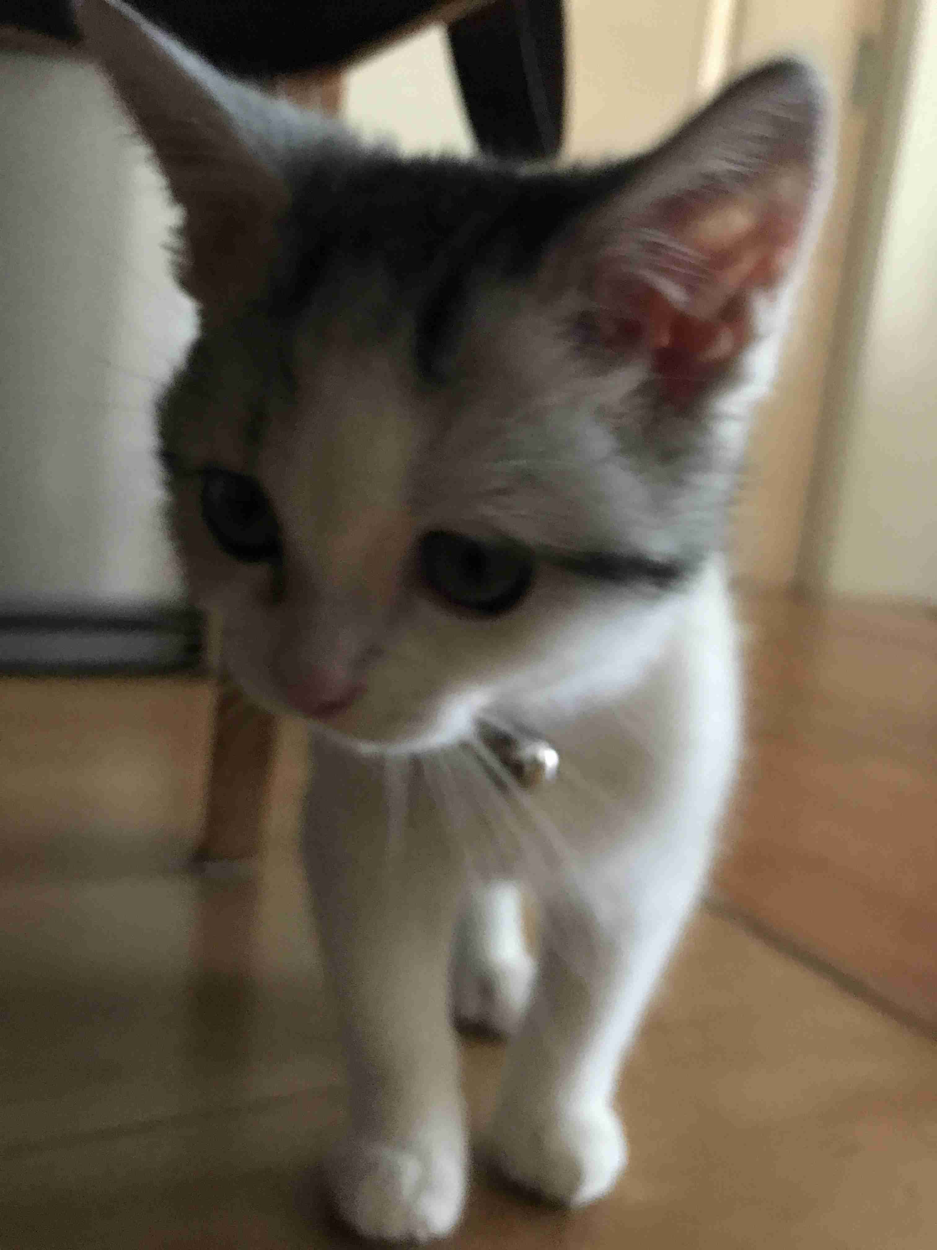 ガルちゃん猫カフェ21号店 開店しました♪ (初めての方も大歓迎!)