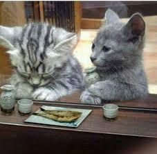 ガルちゃん猫カフェ21号店 開店しました♪ (初めての方も大歓迎!)