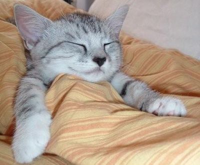 ガルちゃん猫カフェ21号店 開店しました♪ (初めての方も大歓迎！)