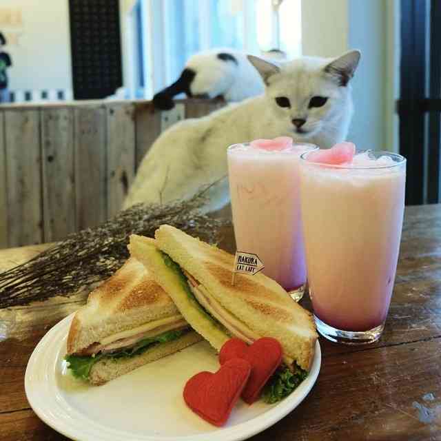 ガルちゃん猫カフェ21号店 開店しました♪ (初めての方も大歓迎！)