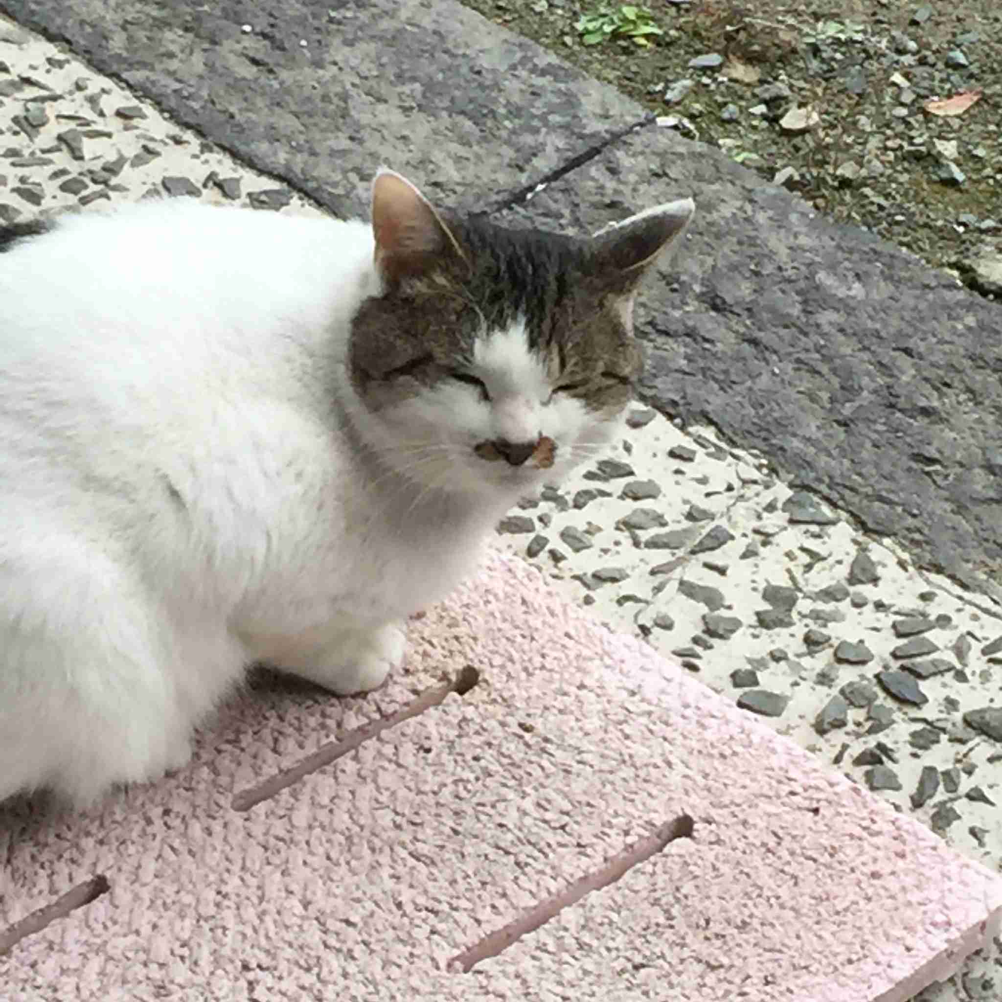 ガルちゃん猫カフェ21号店 開店しました♪ (初めての方も大歓迎!)