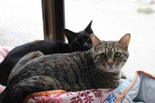 ガルちゃん猫カフェ21号店 開店しました♪ (初めての方も大歓迎！)