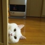 ガルちゃん猫カフェ21号店 開店しました♪ (初めての方も大歓迎！)