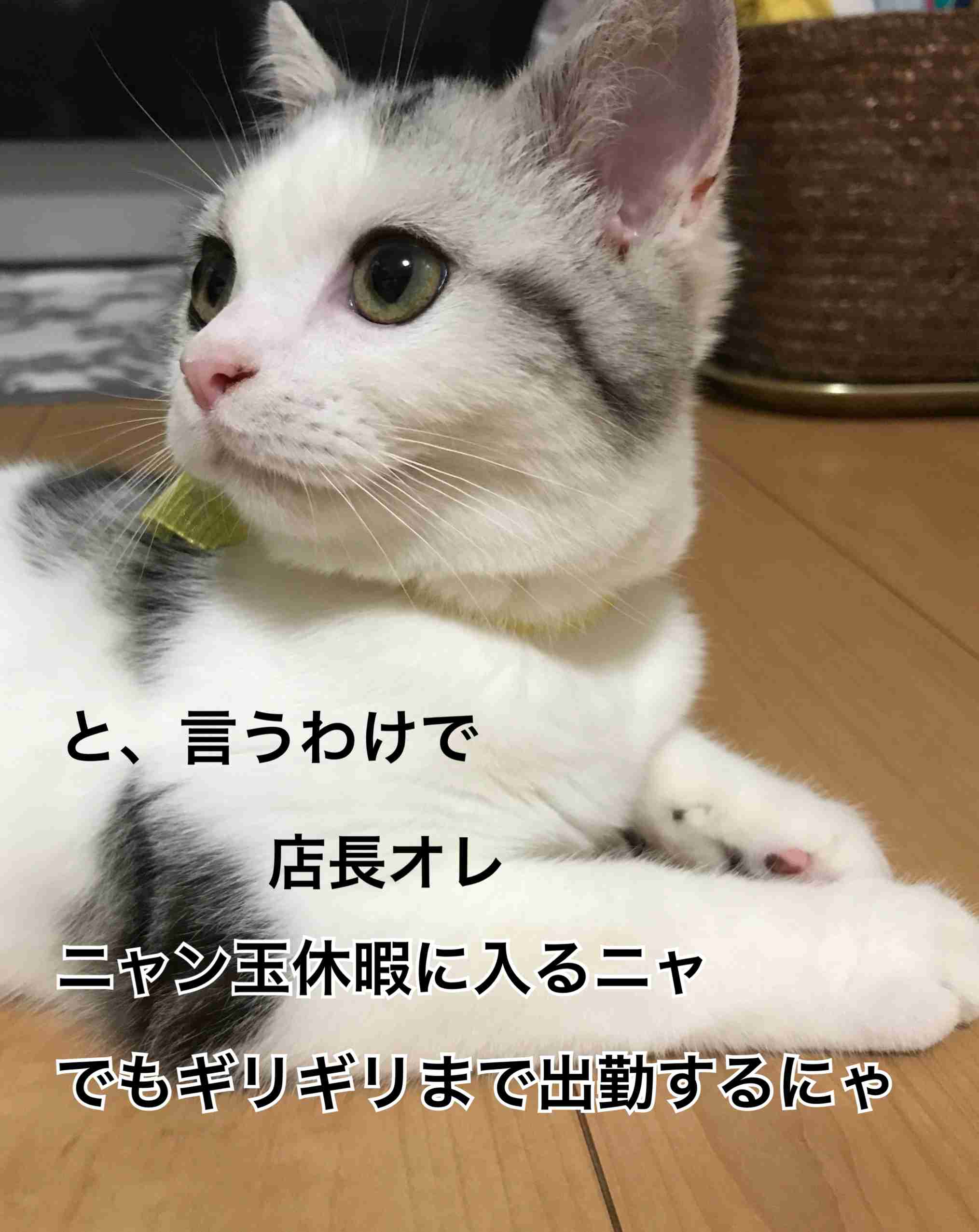 ガルちゃん猫カフェ21号店 開店しました♪ (初めての方も大歓迎!)