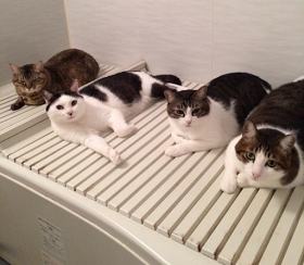 ガルちゃん猫カフェ21号店 開店しました♪ (初めての方も大歓迎!)