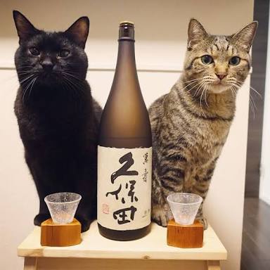 ガルちゃん猫カフェ21号店 開店しました♪ (初めての方も大歓迎!)