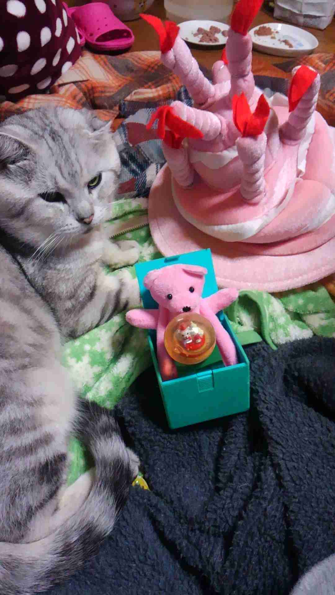 ガルちゃん猫カフェ21号店 開店しました♪ (初めての方も大歓迎！)
