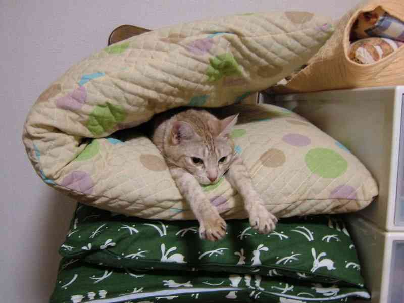 ガルちゃん猫カフェ21号店 開店しました♪ (初めての方も大歓迎！)