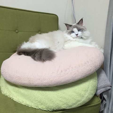 ガルちゃん猫カフェ21号店 開店しました♪ (初めての方も大歓迎!)