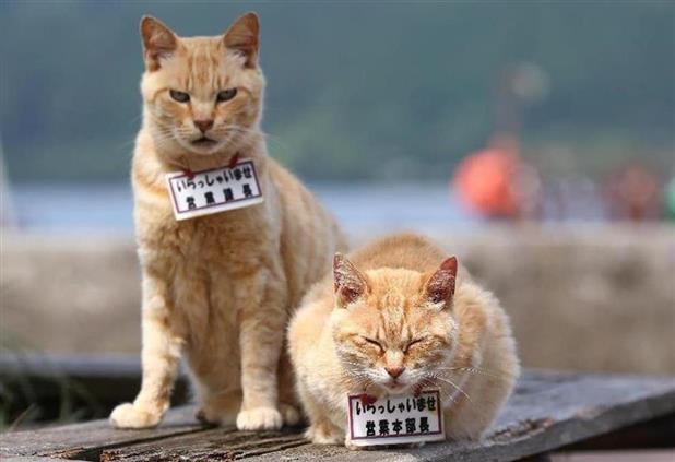 ガルちゃん猫カフェ21号店 開店しました♪ (初めての方も大歓迎！)