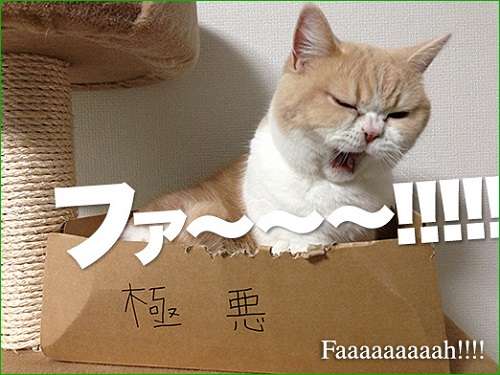 ガルちゃん猫カフェ21号店 開店しました♪ (初めての方も大歓迎！)