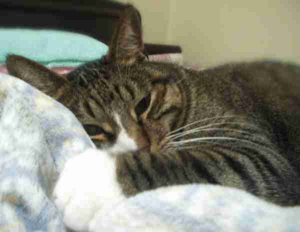 ガルちゃん猫カフェ21号店 開店しました♪ (初めての方も大歓迎！)