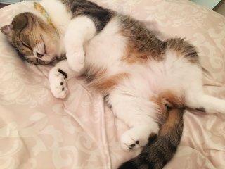 ガルちゃん猫カフェ21号店 開店しました♪ (初めての方も大歓迎！)