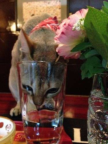 ガルちゃん猫カフェ21号店 開店しました♪ (初めての方も大歓迎！)