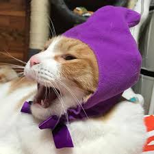 ガルちゃん猫カフェ21号店 開店しました♪ (初めての方も大歓迎！)