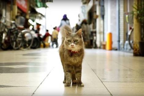 ガルちゃん猫カフェ21号店 開店しました♪ (初めての方も大歓迎！)