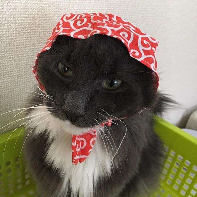 ガルちゃん猫カフェ21号店 開店しました♪ (初めての方も大歓迎！)